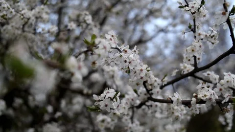 Branches of flowering trees sway in the wind. Stock Footage 128750583