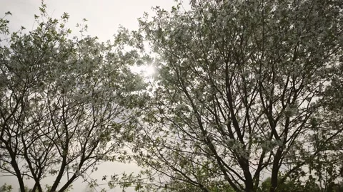 Branches of flowering trees sway in the wind Stock Footage 204104547