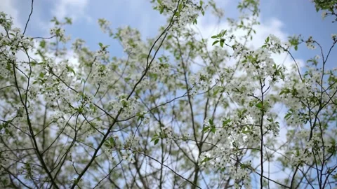Branches of flowering trees sway in the wind Vídeos de archivo 204104554