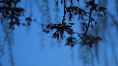 Branches of flowering trees swing in the wind in the city park Stock Footage 194069501