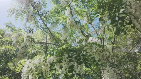 Branches of flowering white acacia or black locust sway in wind, camera flies Stock Footage 340079923