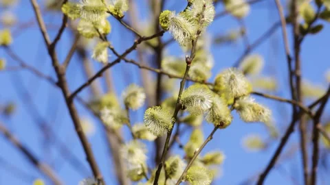 Branches of flowering willow against blue sky Stock Footage 305901987