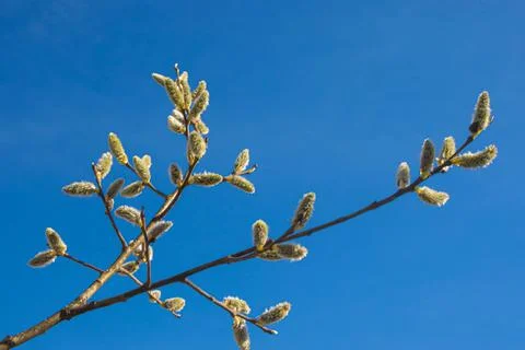 Branches of flowering willow in early spring. Willow flowers with yellow stam Stock Photos