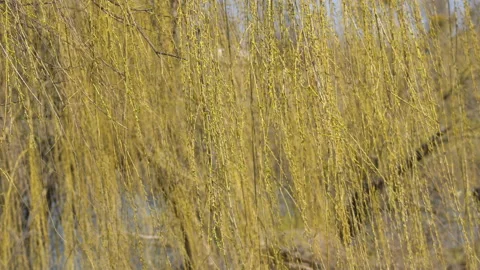 Branches of a flowering willow tree. Stock Footage 128065901