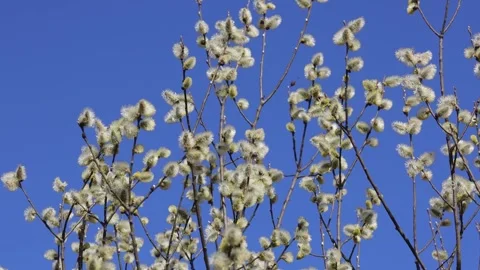 Branches of a flowering willow tree illuminated by the sun against a blue sky. C Video stock 306372883
