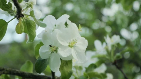 Branches with flowers of Apple trees swaying in the wind 스톡 동영상 89784382