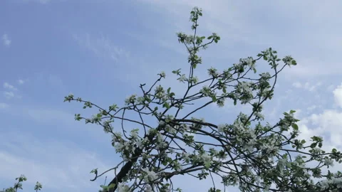 Branches with flowers of Apple trees swaying in the wind against the sky and Video stock 89785313