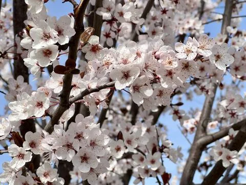 Branches with flowers on cherry plum tree close up Stock Photos