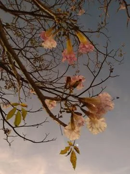 Branches with flowers Stock Photos
