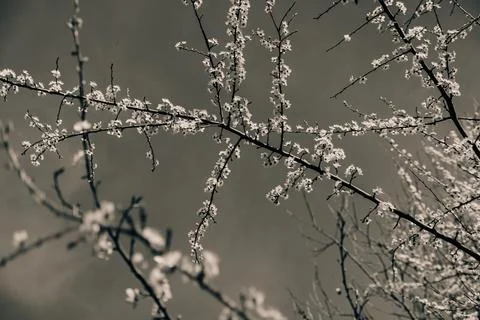 Branches with flowers of a young tree in black and white Stock Photos