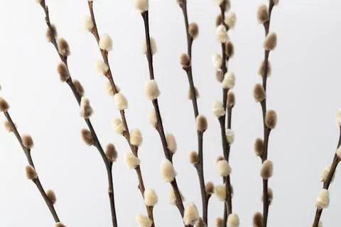 Branches with fluffy buds and soft catkins on a simple background during sp.. Stock Photos