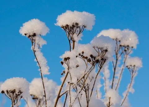 Branches in fluffy snow Stock Photos