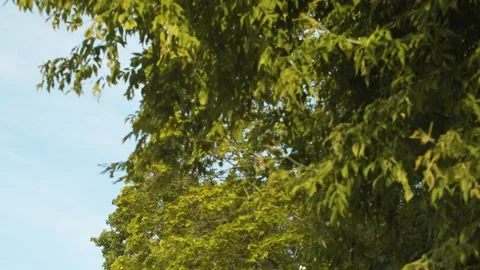 Branches of foliate trees against the sky Stock Footage 140425733
