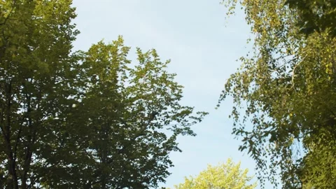 Branches of foliate trees against the sky Video stock 140425950
