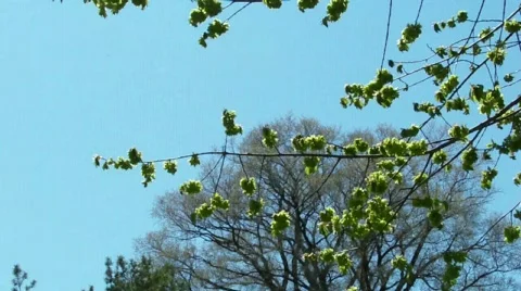 Branches Stock Footage 397192