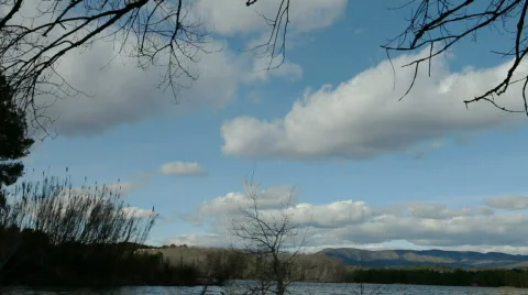 Branches 스톡 동영상 610014