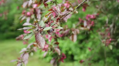 Branches Vidéo 11018085