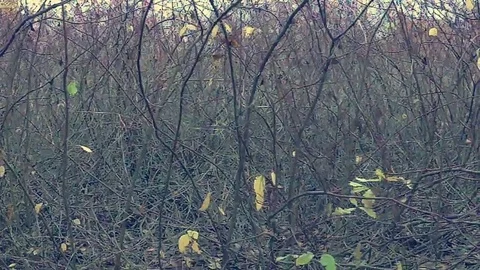 Branches Video stock 81665139