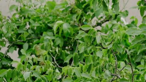 Branches Stock Footage 131201723