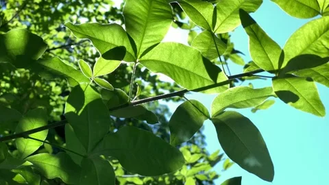 Branches Stock Footage 135618154