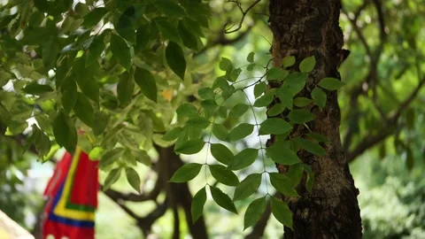 Branches Stock Footage 139953638