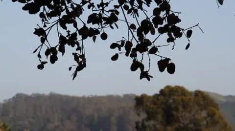 Branches with forest in distance Stock Footage 21554480