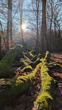 Branches in the forest with moss Stock Photos
