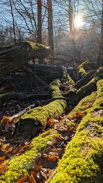 Branches in the forest with moss Stock Photos