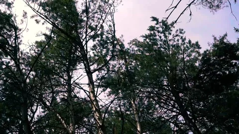 Branches in the forest sway in the wind, storm Stock Footage 91586038