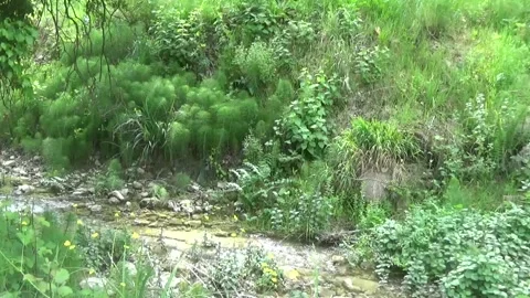 Branches of a forest tree hang over a stream Stock-Footage 309795733