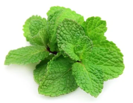 Branches of fragrant mint Stock Photos