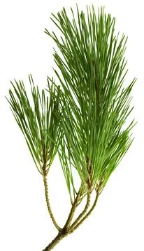Branches of fragrant pine, isolated on white background without shadow. Clo.. Stock Photos