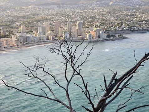 Branches frame city, foreground branches frame pastelcolored buildings over.. Фото