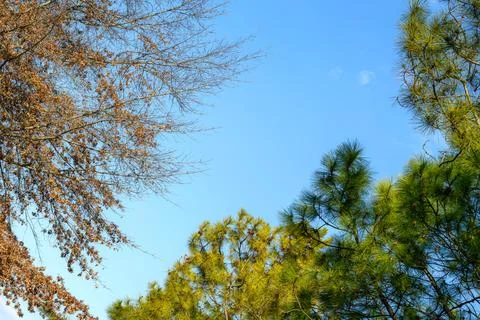 Branches frame a clear blue sky Stock Photos