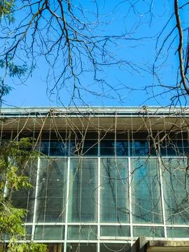 Branches frame a modern building under a clear blue sky in an urban setting.. Stock Photos