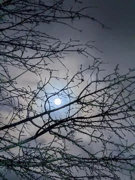 Branches frame the moon in the night sky above the trees Stock Photos
