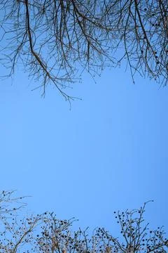 Branches frame a vast, clear blue sky 写真素材