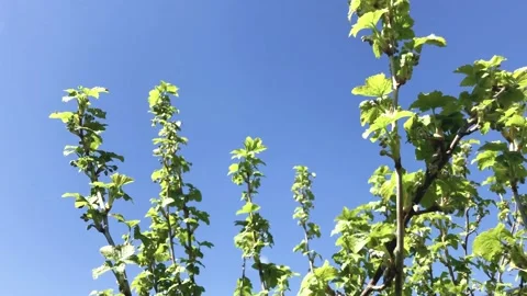 Branches with fresh green leaves. Video stock 130752082