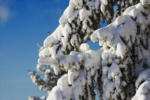 Branches With Fresh Snow Stock Photos