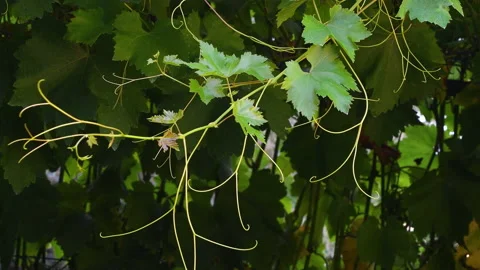 Branches of fresh vine leaves move by the wind in tuscany vineyards. Italy Stockbeeldmateriaal 202132809
