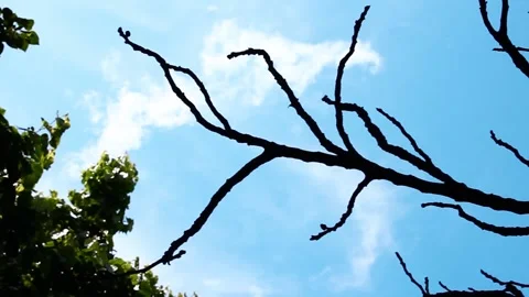 Branches in front of the Backlight of a Sky Video stock 130943602