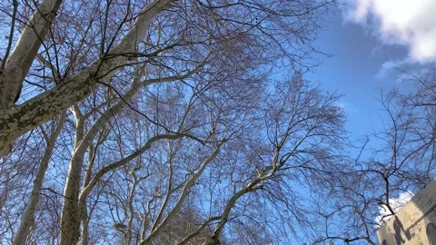 Branches in front of blue cloudy sky Stock Footage 231967256