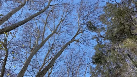 Branches in front of blue cloudy sky Stock Footage 231976930