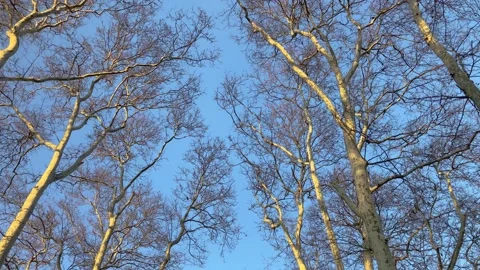 Branches in front of blue cloudy sky Stock Footage 231977134
