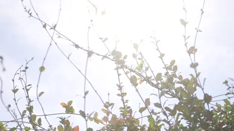 Branches in front of Bright Sky / Sun Stock Footage 141088748