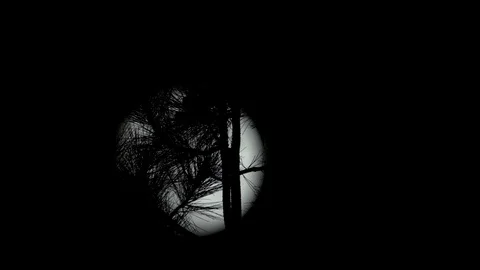 Branches in Front of the Moon Stock Footage 90526926