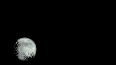 Branches in Front of the Moon Stock Footage 90526960
