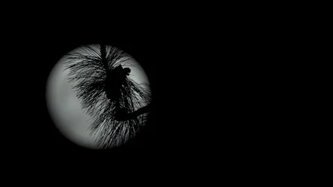 Branches in Front of the Moon Stock Footage 90527448