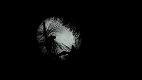 Branches in Front of the Moon Stock Footage 90527627