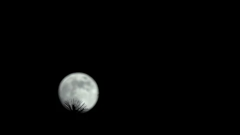 Branches in Front of the Moon Stock Footage 90527796